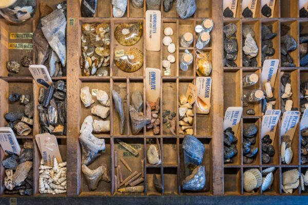 A wooden display case with labeled compartments containing various fossils, rocks, minerals, shells, ammonites, and gemstones, organized by type and name.