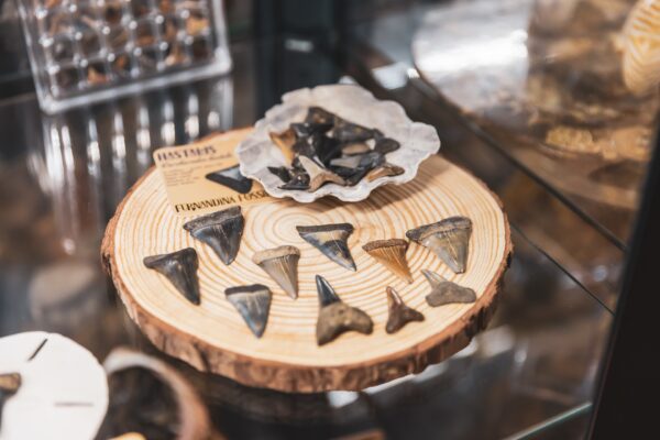 A collection of fossilized shark teeth of various sizes displayed on a wooden slice, with some teeth arranged in a shell-shaped dish and a label reading “FISH TEETH FLORIDA FOSSILS” in the background.