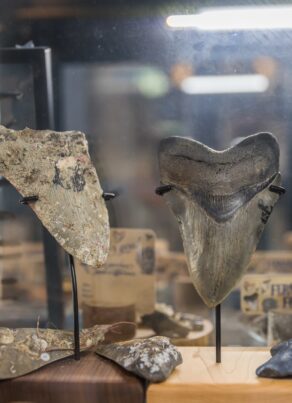 Three large fossilized shark teeth and several smaller fossils are displayed upright on stands inside a glass case, with labels and other objects visible in the background.
