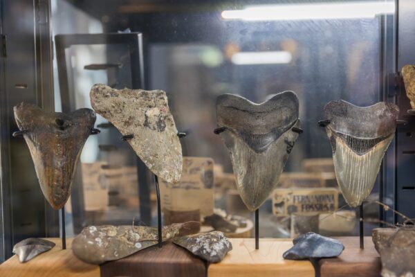 Three large fossilized shark teeth and several smaller fossils are displayed upright on stands inside a glass case, with labels and other objects visible in the background.