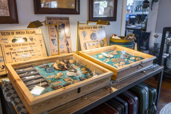Two wooden display cases filled with shark teeth, fossils, and seashells sit on a table. Informational posters about shark teeth and fossils are propped up behind the cases in a brightly lit room.