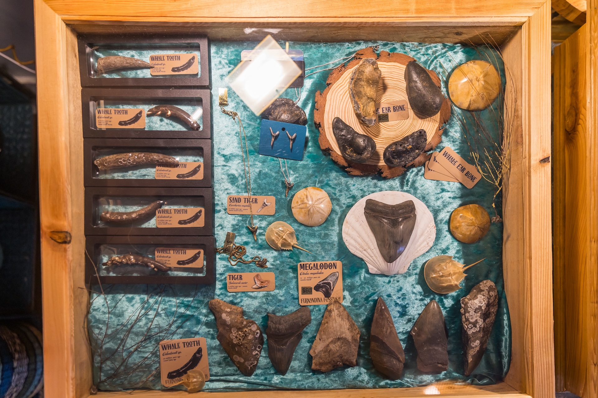 A display case with various fossilized shark teeth, whale teeth, bones, and ammonites, each labeled with tags, arranged on a blue textured background in a wooden frame.