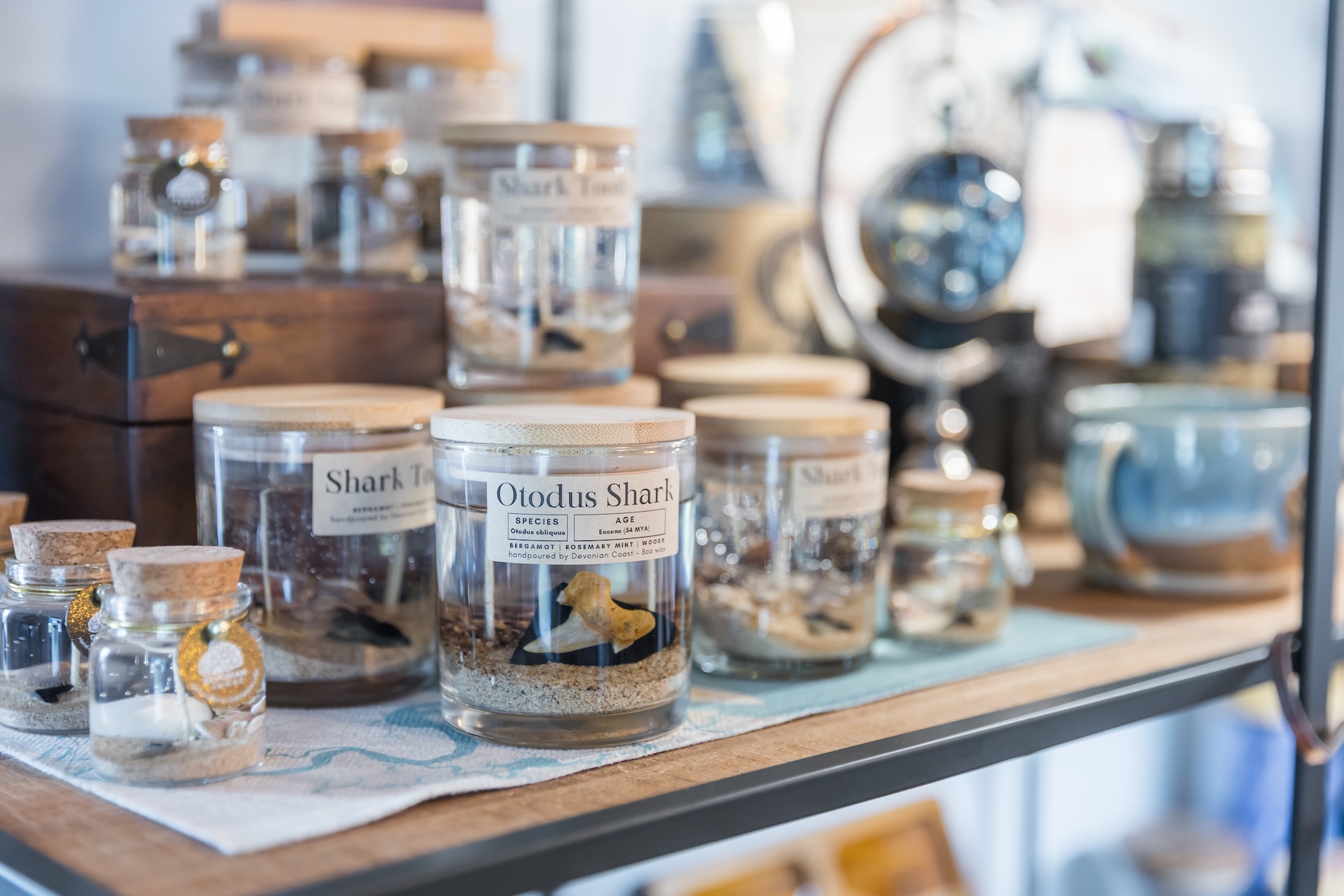 Jars of preserved shark teeth and small marine specimens are displayed on a shelf, each labeled with species information. Some jars have wooden lids, and other decorative items are visible in the background.