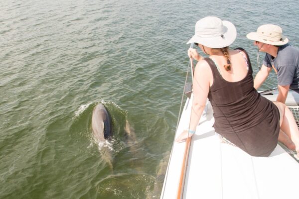 Follow That Dream Sailing dolphins