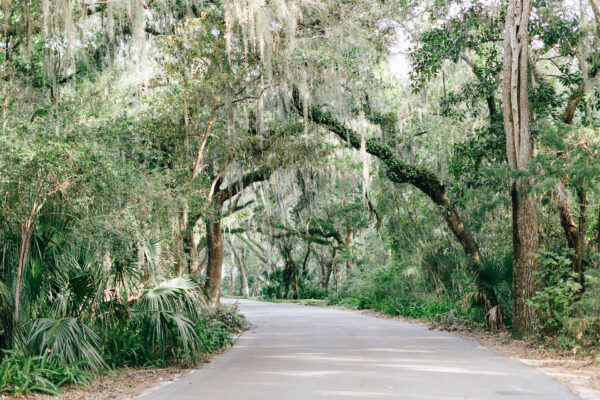 A paved road curves through a lush forest with tall trees draped in Spanish moss, creating a green, shaded canopy over the roadway. Dense foliage and sunlight filter through the branches.