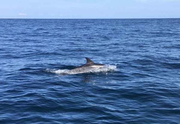 A dolphin swims near the surface of a calm blue ocean under a clear sky, with its dorsal fin and part of its back visible above the water.