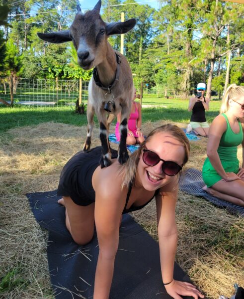 A smiling woman in sunglasses is on all fours on a mat outdoors, with a small goat standing on her back. Other people are seated nearby in a grassy area, participating in what appears to be goat yoga.