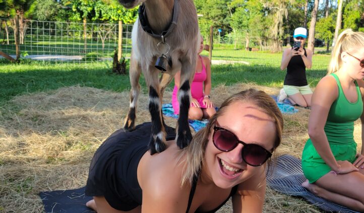 Goat Yoga