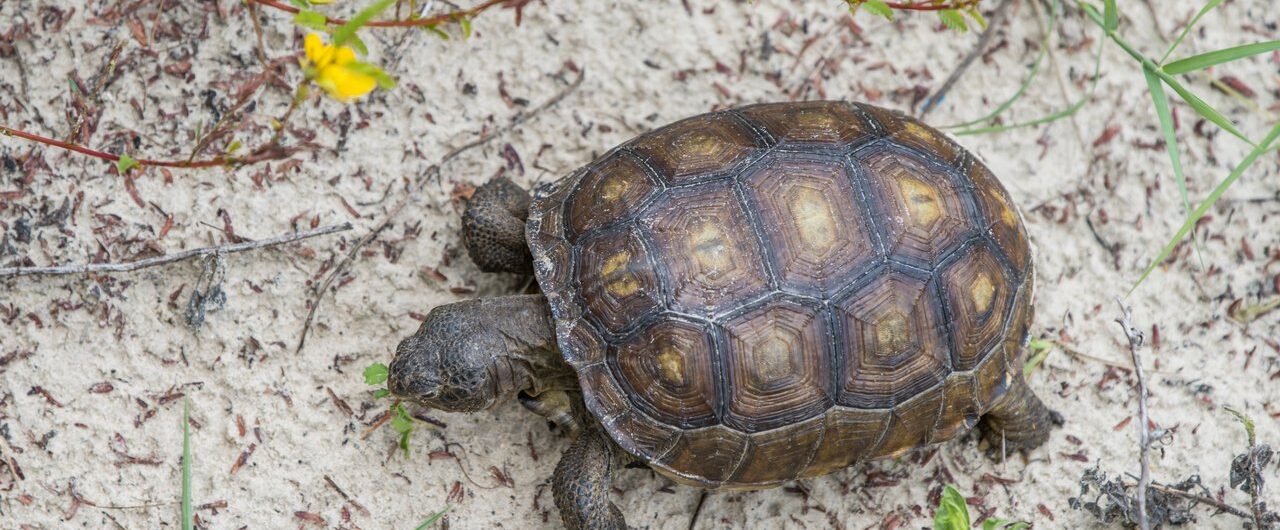 Gopher Turtle