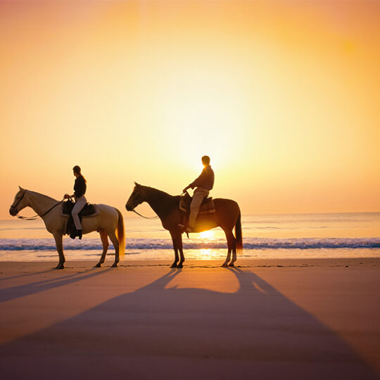 horses on beach