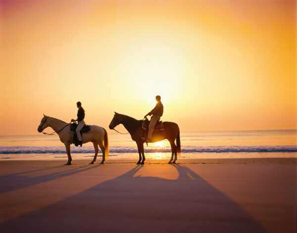 horses on beach