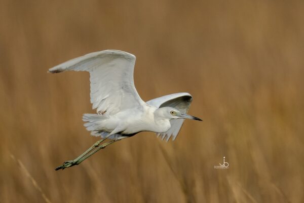 A white heron with outstretched wings flies above tall, golden-brown grasses, captured in sharp focus against a softly blurred background.