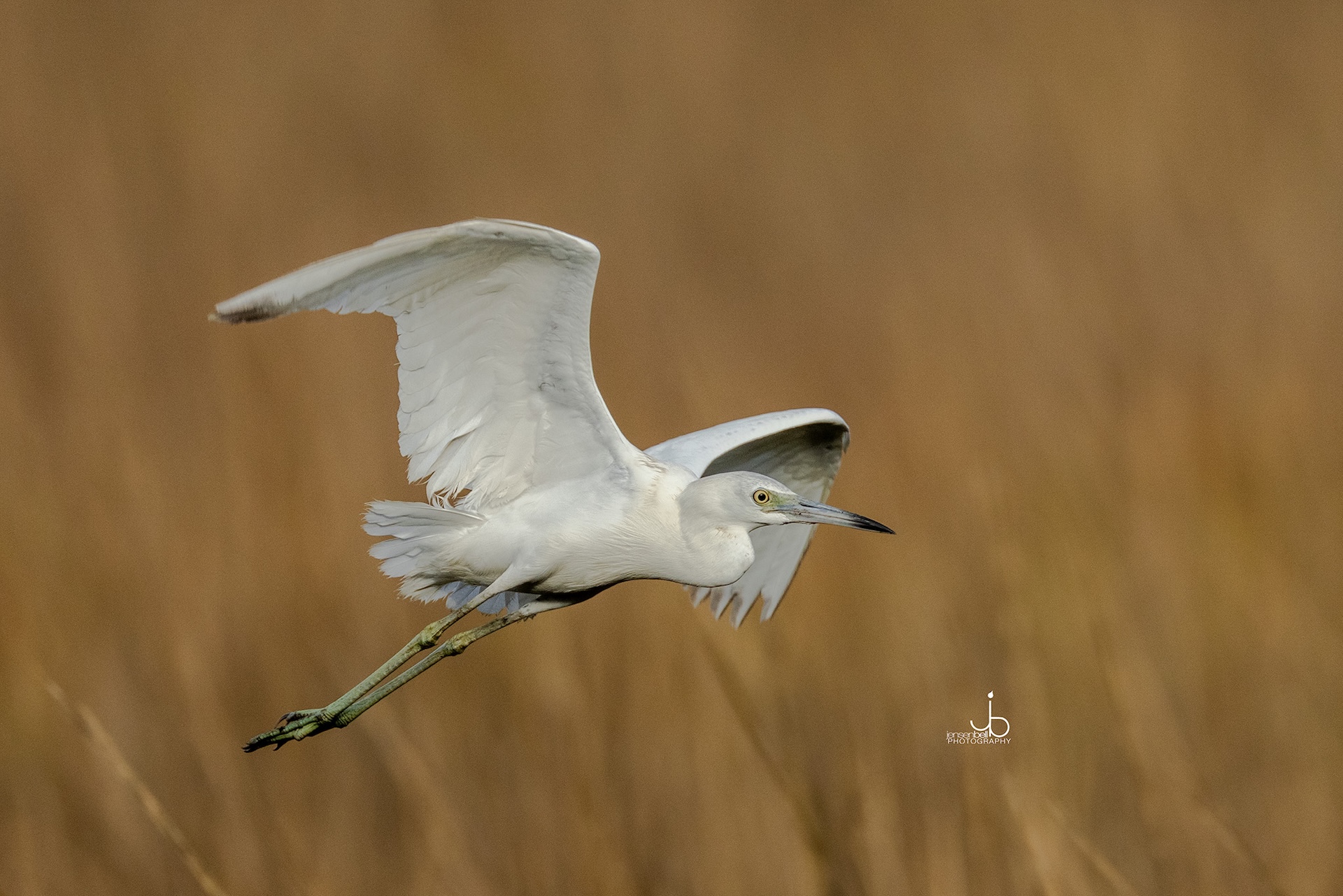 A white heron with outstretched wings flies above tall, golden-brown grasses, captured in sharp focus against a softly blurred background.
