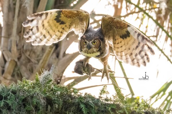 A large owl with outstretched wings flies above green foliage, gripping a small rodent in its talons. The owls intense yellow eyes are fixed forward, and sunlight filters through the trees in the background.