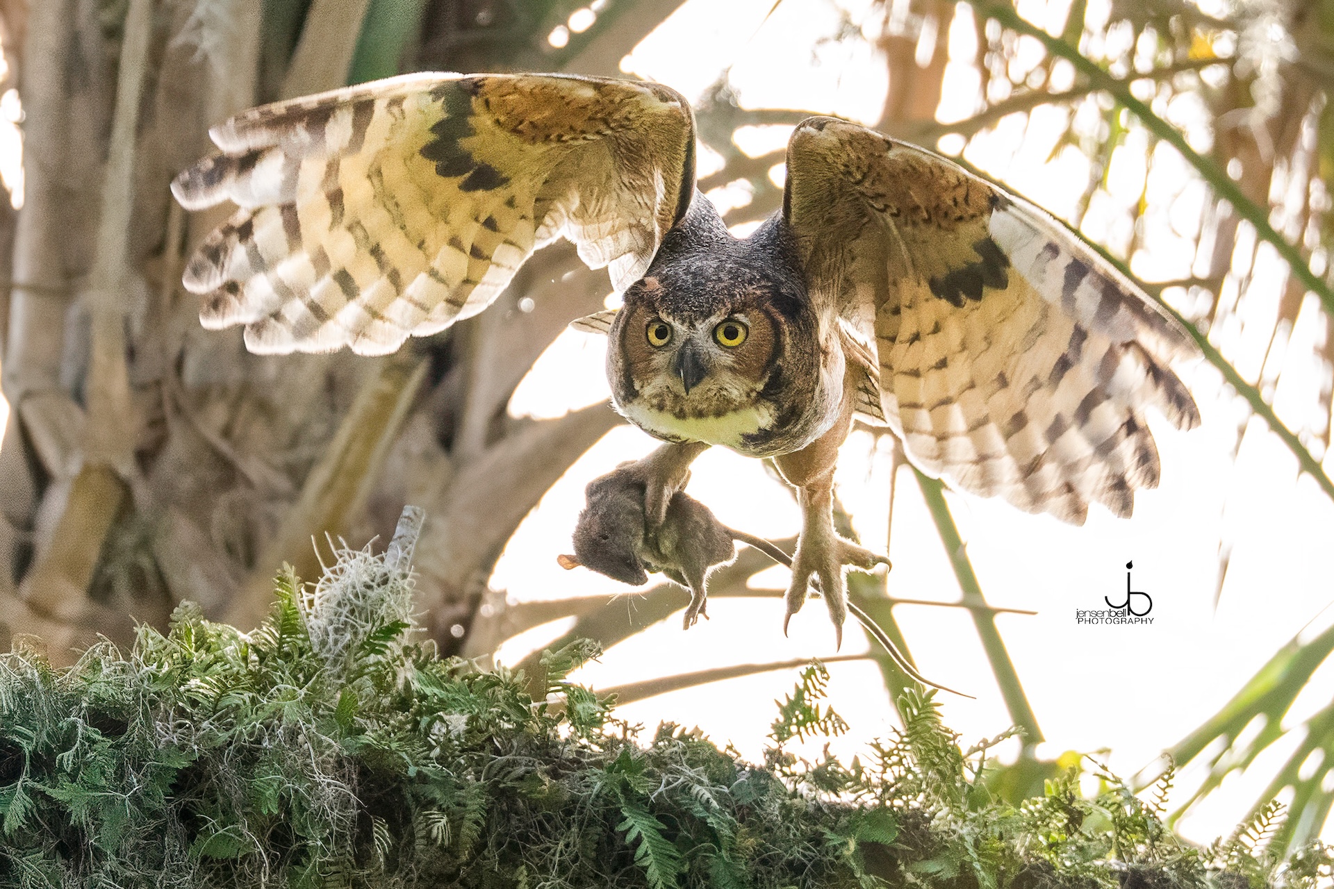 A large owl with outstretched wings flies above green foliage, gripping a small rodent in its talons. The owls intense yellow eyes are fixed forward, and sunlight filters through the trees in the background.