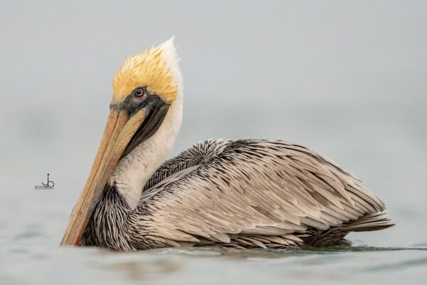 A brown pelican with a yellowish head floats on calm water, its long beak resting on its chest. The background is blurred and grayish, emphasizing the bird’s detailed feathers and serene posture.