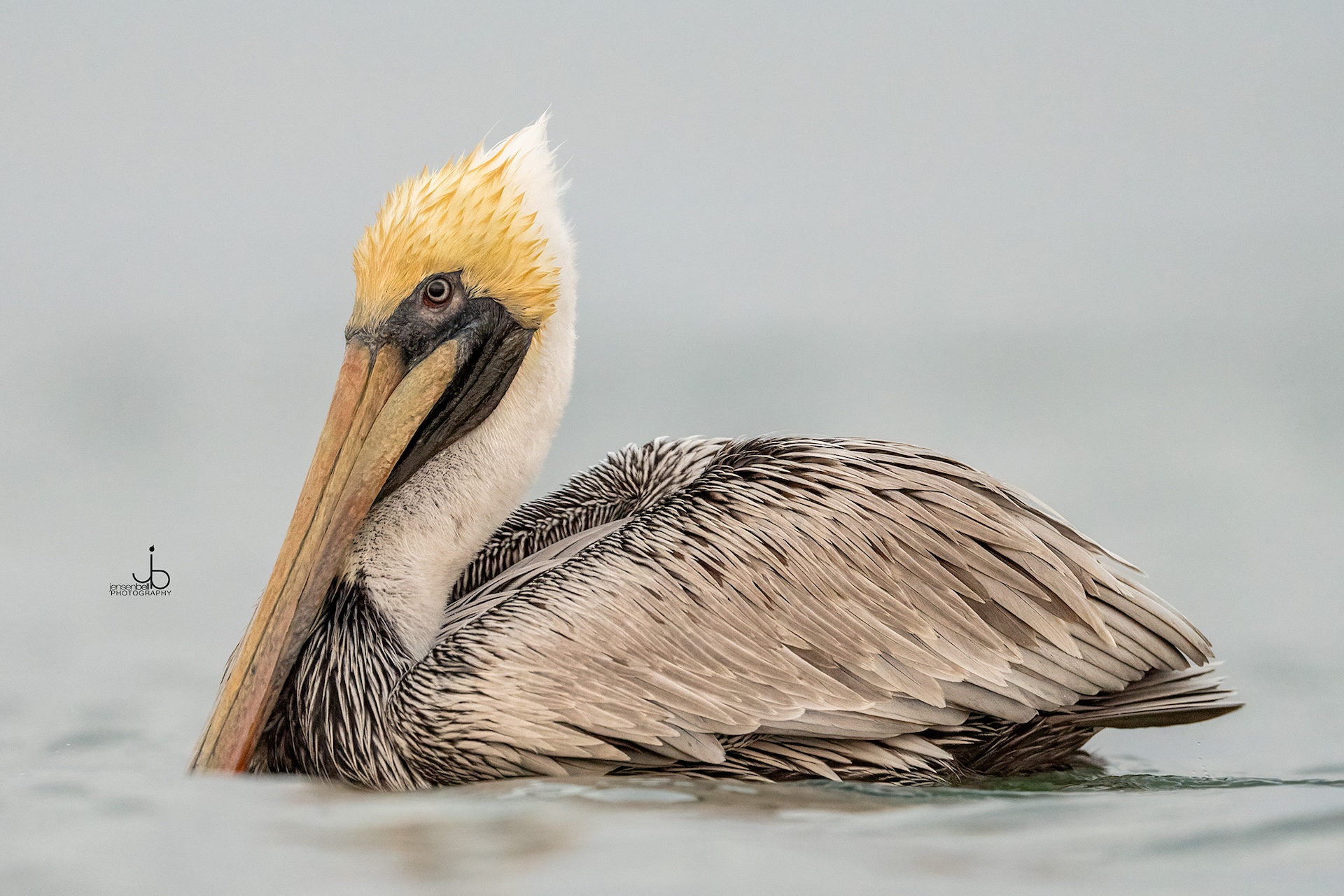 A brown pelican with a yellowish head floats on calm water, its long beak resting on its chest. The background is blurred and grayish, emphasizing the bird’s detailed feathers and serene posture.