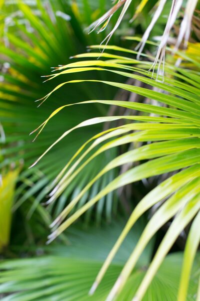 Close-up of long, narrow green palm leaves overlapping each other, with bright sunlight highlighting the vibrant foliage and creating a tropical, lush atmosphere.