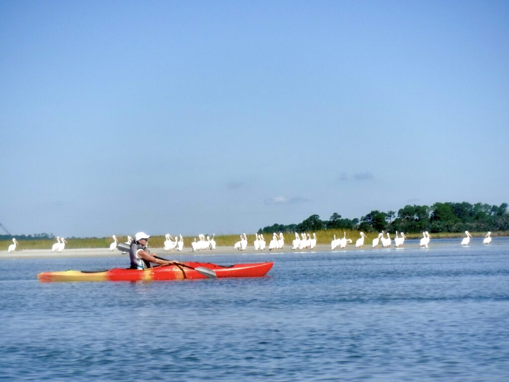 Kayak Amelia birds