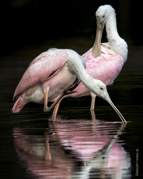 roseates birds