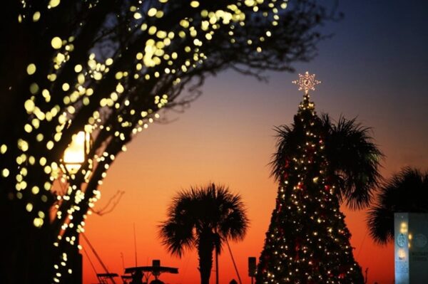 Christmas tree at sunset