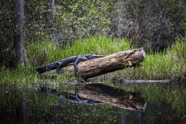 gator on log