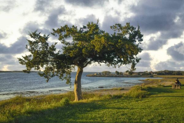 tree by beach