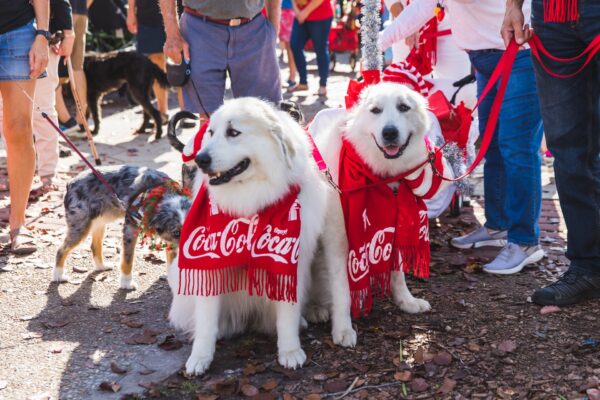 Two large white dogs wearing red Coca-Cola scarves are sitting on a street during a parade. They are on leashes, surrounded by people and other dogs, with festive decorations visible in the background.