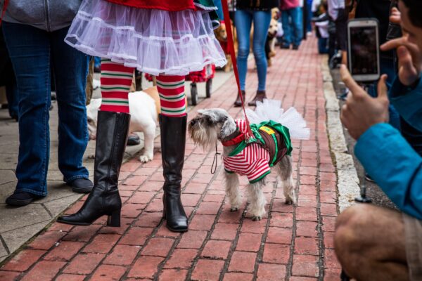 A small dog dressed in a festive costume with a tutu and striped shirt stands on a brick sidewalk next to a person in black boots and a colorful skirt. People around are taking photos and walking.