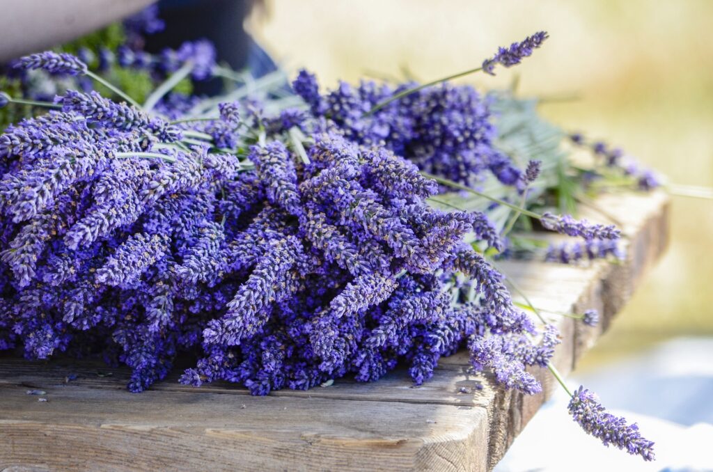 Pelindaba Lavender Amelia Island flowers