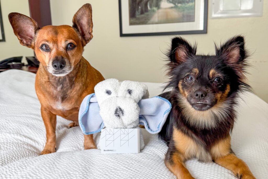 Two small dogs sit on a bed next to a towel folded into the shape of a dog with floppy ears. The background shows framed art on a light-colored wall.