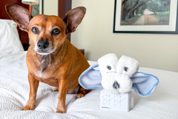 A small brown dog with large ears sits on a white bed next to a towel folded to look like an elephant. A framed photo of a tree-lined path hangs on the wall in the background.
