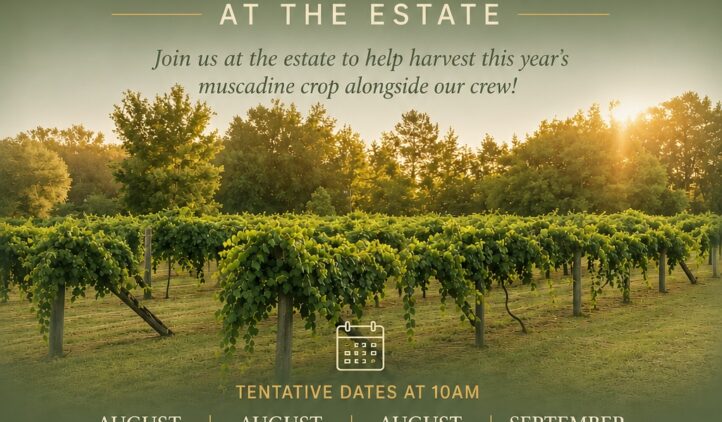 Event poster for Tuscan Rose Vineyards Volunteer Harvest Days featuring vineyard rows at sunset, key dates (Aug 16, 23, 30, Sep 12), and icons for lunch, beverages, and wine tasting. Event details and notes at the bottom.