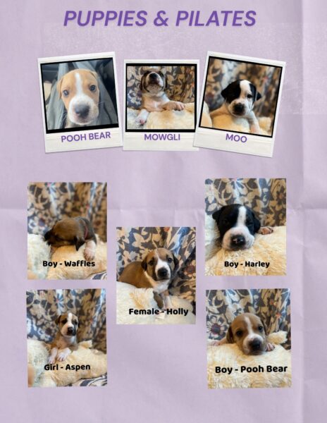 A collage titled Puppies & Pilates featuring seven puppies named Pooh Bear, Mowgli, Moo, Waffles, Harley, Aspen, and Holly, each resting on a soft blanket with a floral background.