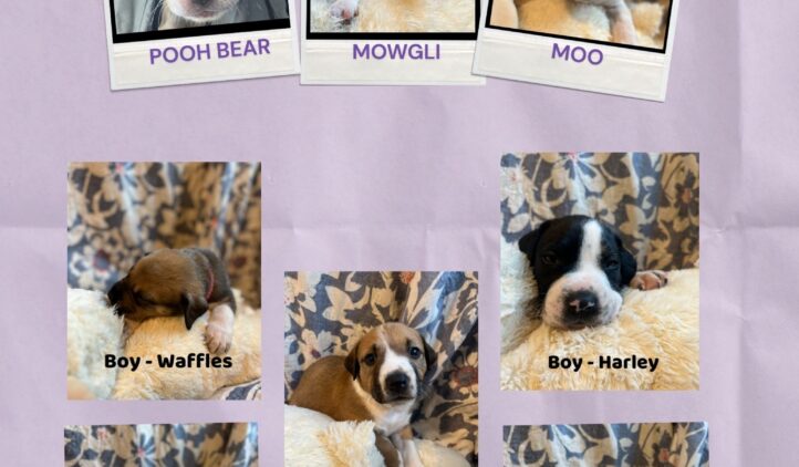A collage titled Puppies & Pilates featuring seven puppies named Pooh Bear, Mowgli, Moo, Waffles, Harley, Aspen, and Holly, each resting on a soft blanket with a floral background.