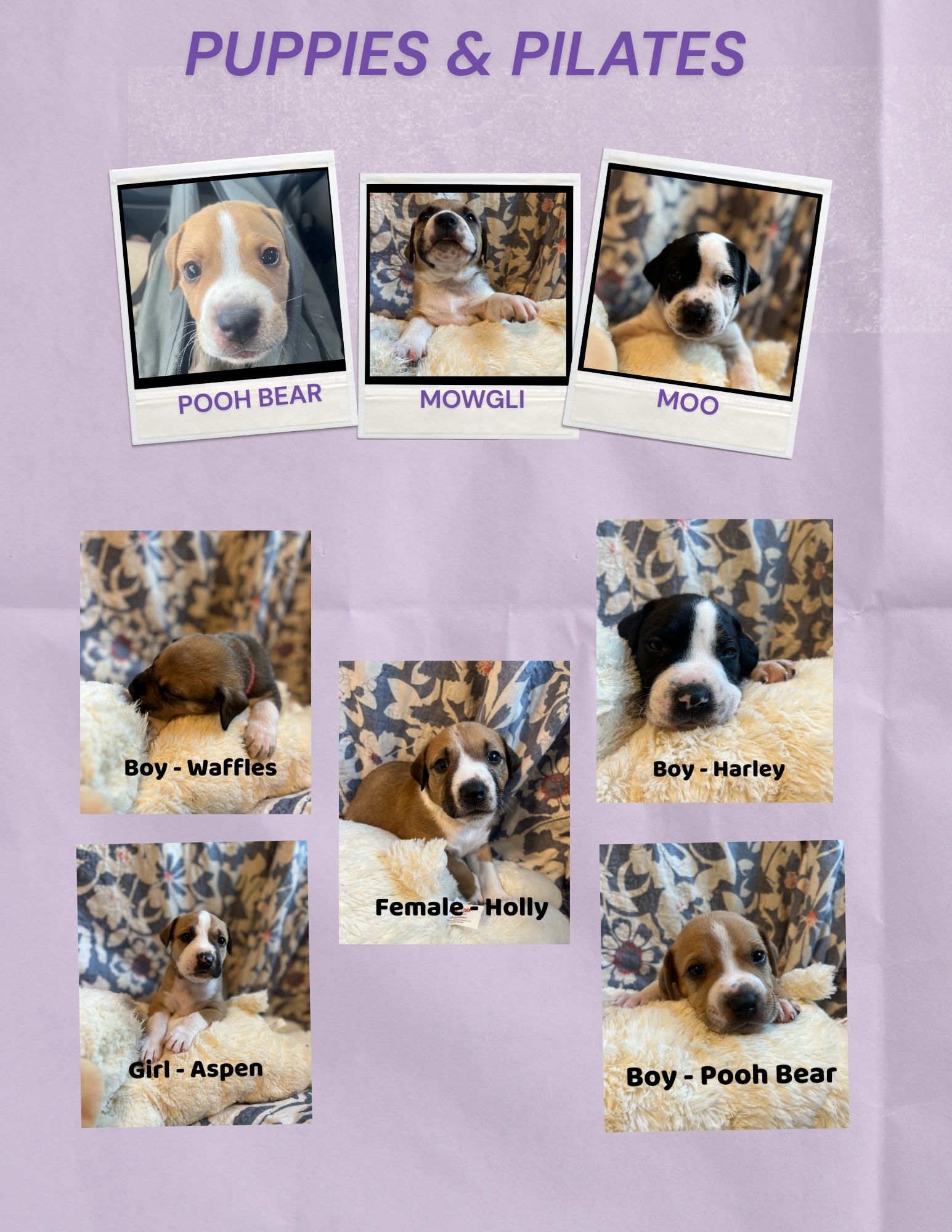 A collage titled Puppies & Pilates featuring seven puppies named Pooh Bear, Mowgli, Moo, Waffles, Harley, Aspen, and Holly, each resting on a soft blanket with a floral background.