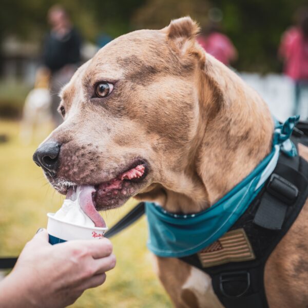 A brown dog wearing a teal bandana and harness licks ice cream from a cup held by a person, with a blurred outdoor background and people in the distance.
