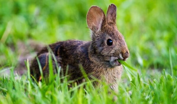 rabbit chewing on grass