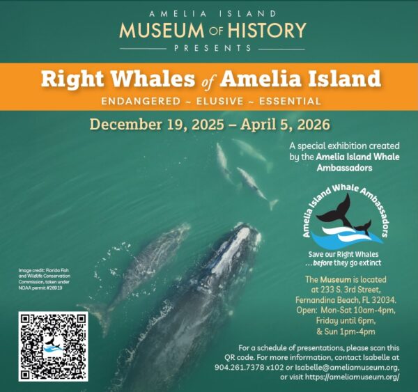 Promotional flyer for the Amelia Island Museum of History Right Whales exhibit featuring right whales swimming in blue-green water