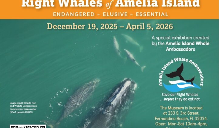 Promotional flyer for the Amelia Island Museum of History Right Whales exhibit featuring right whales swimming in blue-green water