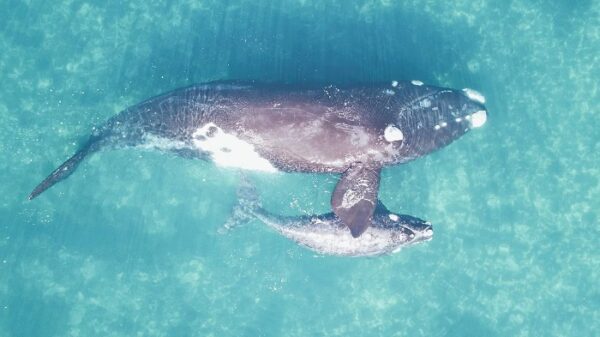 Right Whale Festival whales