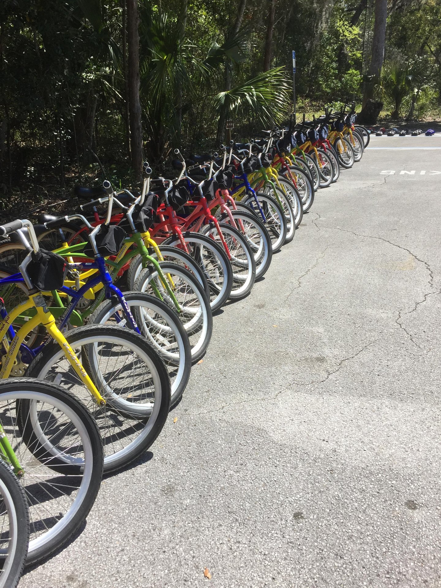 A row of colorful Riptide Amelia Island rental bicycles in yellow, red, green, and blue are lined up on a paved path beside a wooded area with trees and greenery in the background.