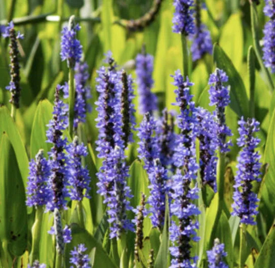 A cluster of purple liatris flowers with spiked, upright blooms.