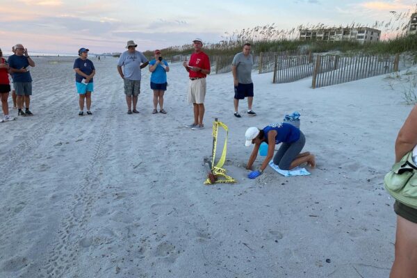A group of people stand on a sandy beach, watching a person kneeling near a taped-off area marked with caution tape and a wooden post, possibly monitoring or protecting something in the sand. Dunes and buildings are in the background.
