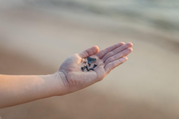 A hand is held out with several small, black shark teeth resting on the palm. The background is a blurred sandy beach near the water.