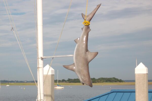 A hammerhead shark hangs vertically by a yellow rope from a pole at a marina, with water, boats, and a distant shoreline visible in the background.