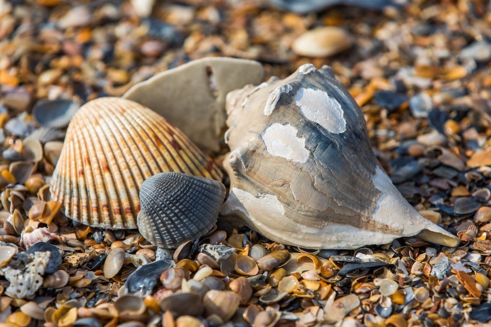 Shelling on Amelia Island - Amelia Island