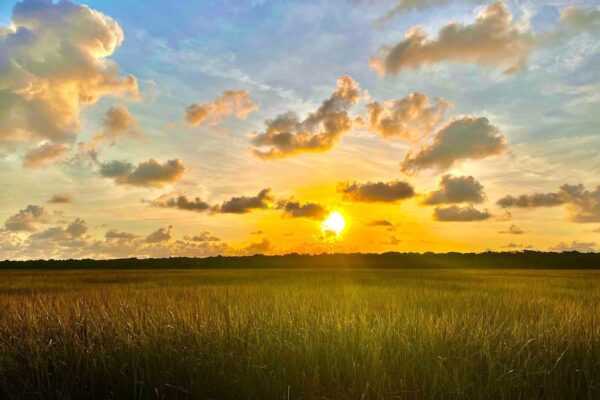A golden sunset illuminates a grassy field, with scattered clouds in the vibrant sky and a dark treeline in the distance.