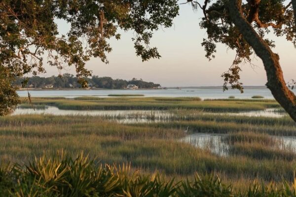 A serene coastal marsh scene with tall grasses, calm water, and distant trees under a pale sky, framed by leafy branches in the foreground.
