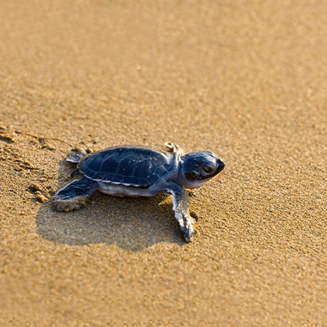 turtle in sand